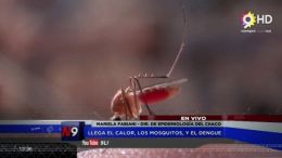 CHACO - Llega el calor, los mosquito y el Dengue